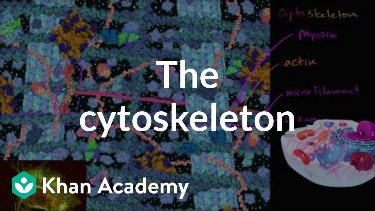 Structure of a cell Biology Khan Academy Courses Free